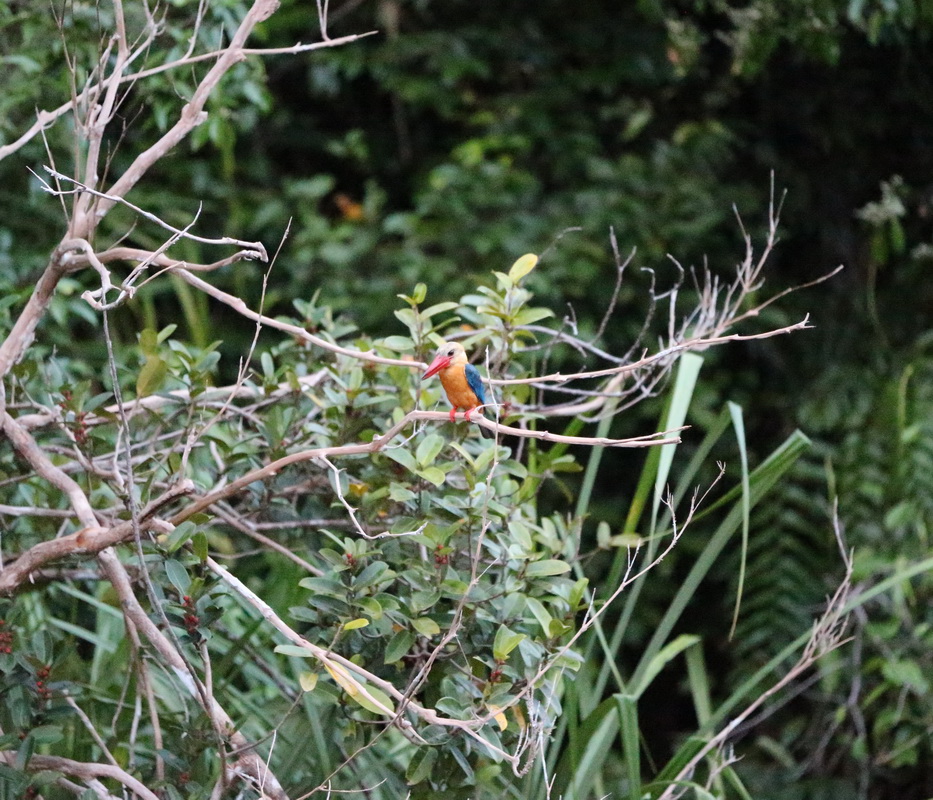 coraciiformes-halcyonidae-pelargopsis-capensis-stork-billed-kingfisher-b01q2264