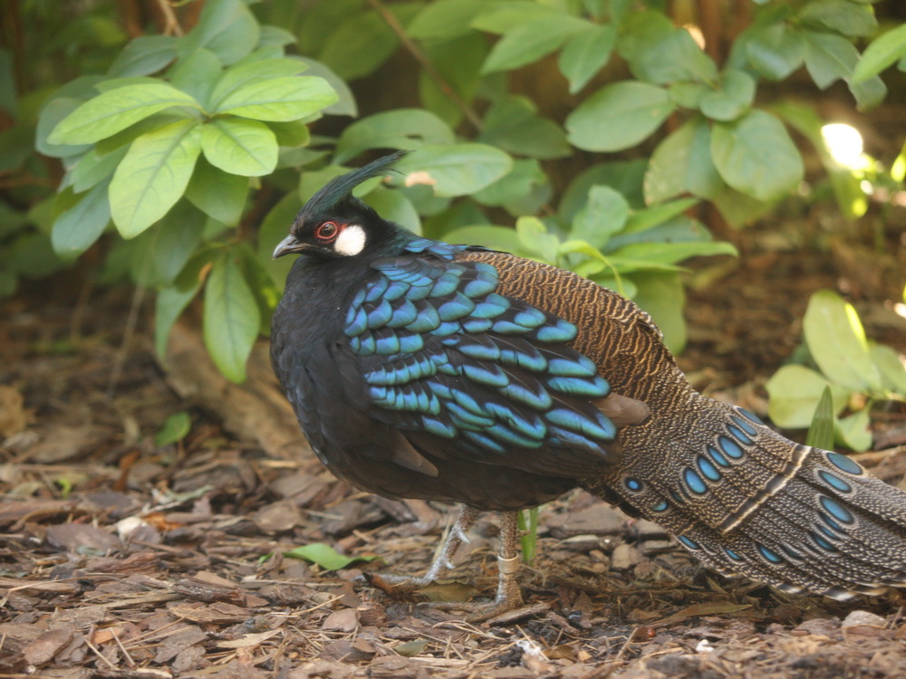 galliformes-phasianidae-polyplectron-napoleonis-palawan-peacock-pheasant-1v5z5924