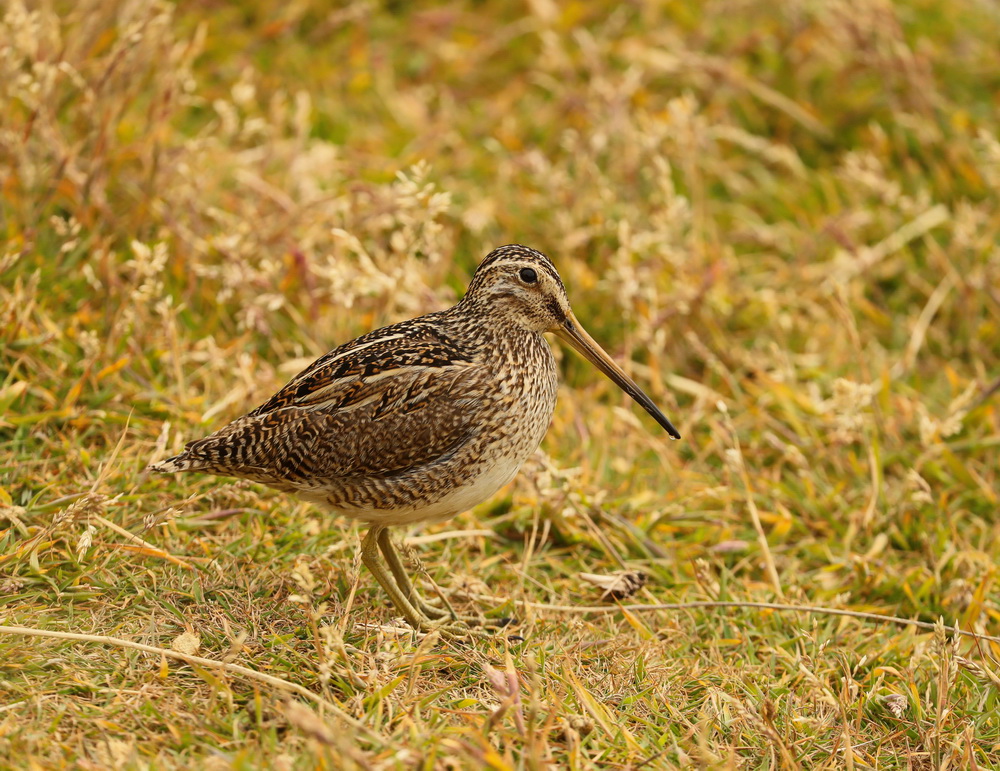 Gallinago paraguaiae South American Snipe AX9I9320