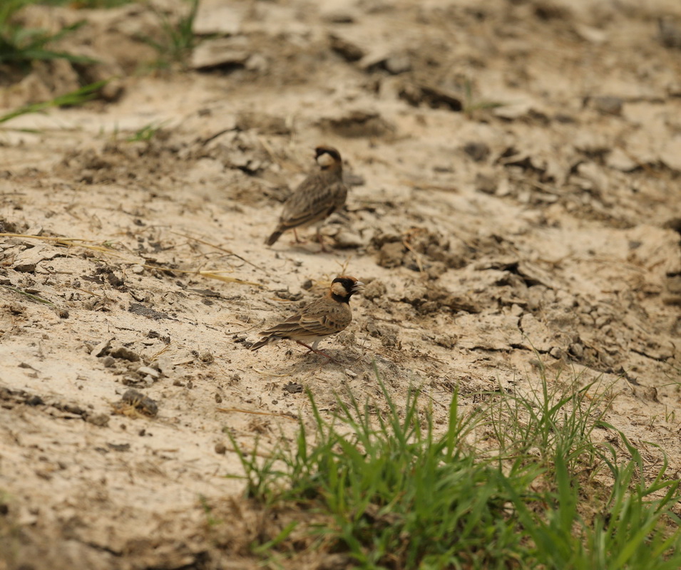 passeriformes-alaudidae-eremopterix-leucopareia-fishers-sparrow-lark-b01q1281