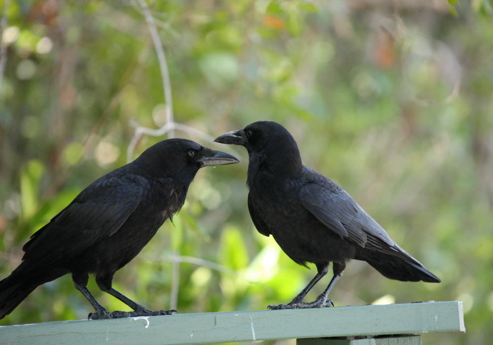 passeriformes-corvidae-corvus-brachyrhynchos-american-crow-1v5z8940