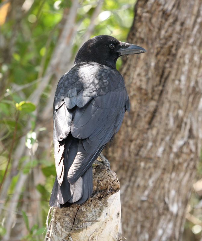 passeriformes-corvidae-corvus-brachyrhynchos-american-crow-1v5z8955