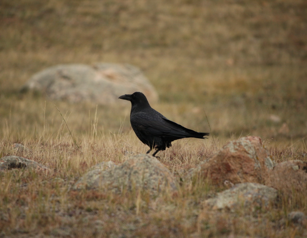 passeriformes-corvidae-corvus-corax-common-raven-1v5z1109