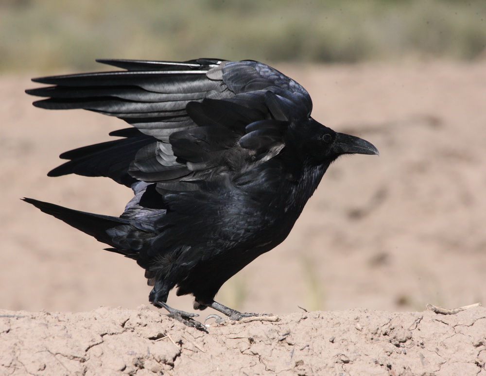 passeriformes-corvidae-corvus-corax-common-raven-1v5z4393