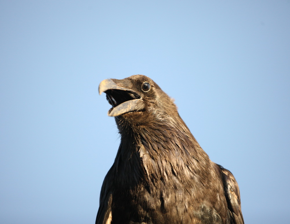 passeriformes-corvidae-corvus-corax-common-raven-1v5z9177