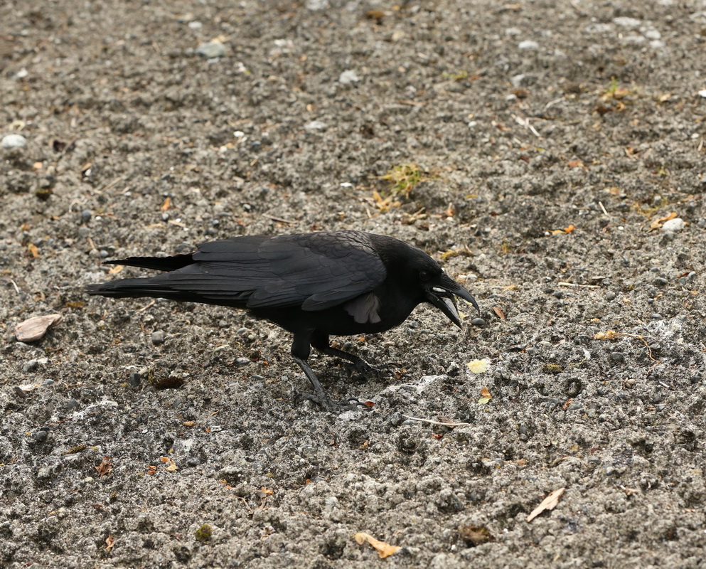 passeriformes-corvidae-corvus-corax-common-raven-b01q9856