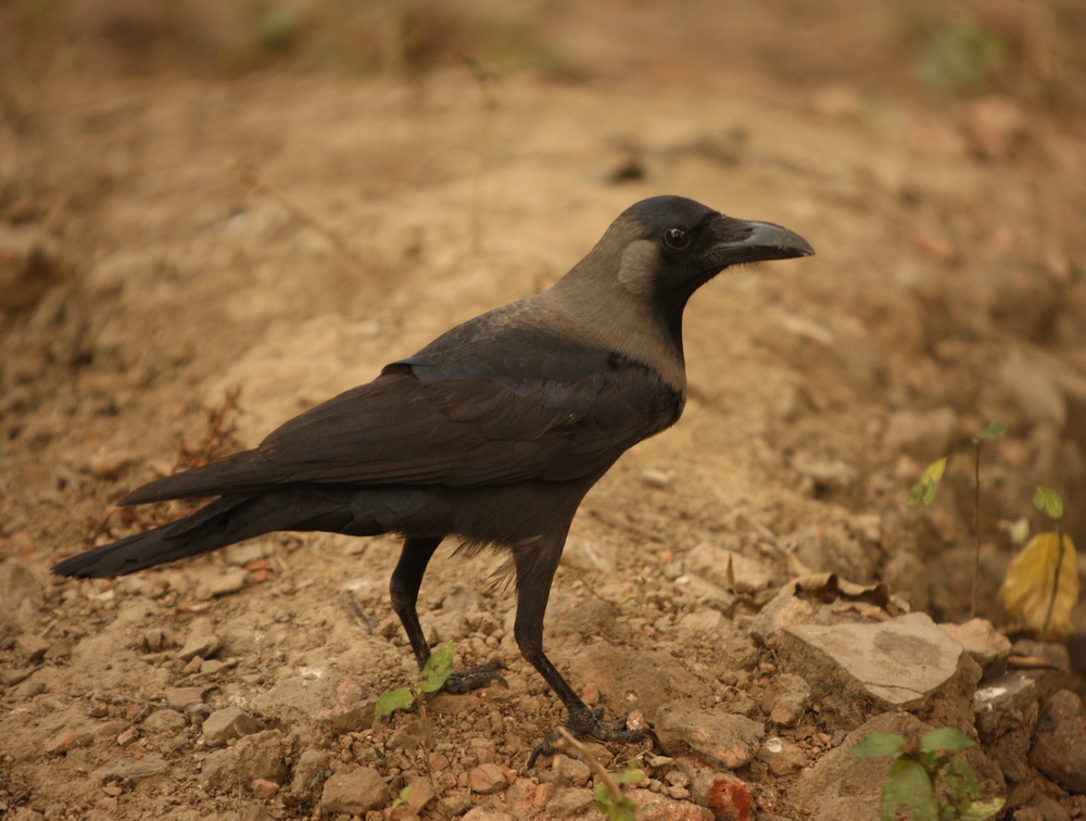 passeriformes-corvidae-corvus-splendens-house-crow-1v5z2835