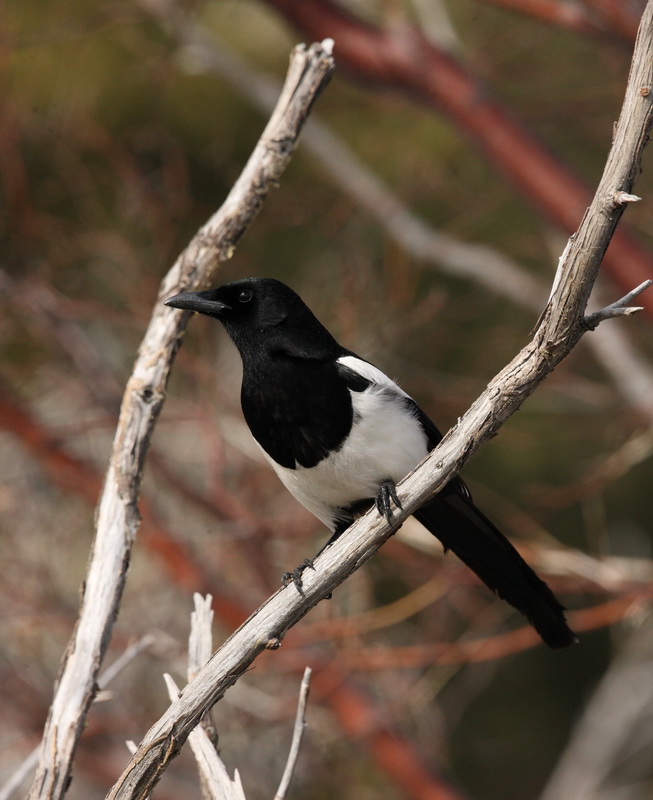 passeriformes-corvidae-pica-pica-black-billed-magpie-1v5z5168
