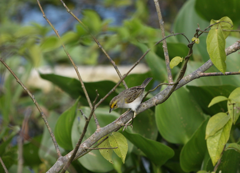 passeriformes-emberizidae-ammodramus-aurifrons-yellow-browed-sparrow-1v5z5454