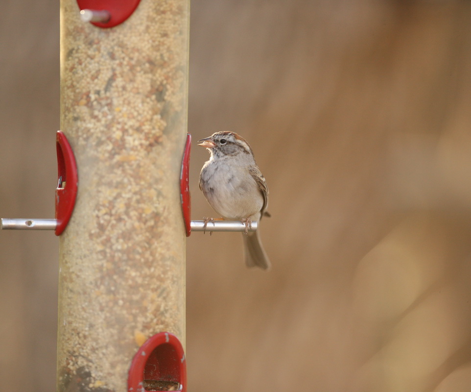 passeriformes-emberizidae-chondestes-grammacus-lark-sparrow-1v5z3110