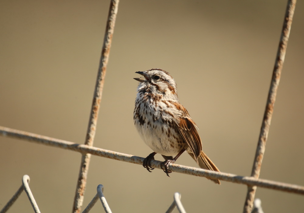 passeriformes-emberizidae-melospiza-melodia-song-sparrow-b01q5723