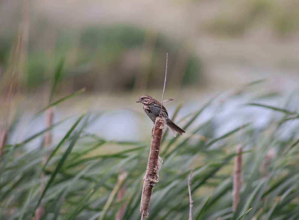 passeriformes-emberizidae-melospiza-melodia-song-sparrow-dsc_0061
