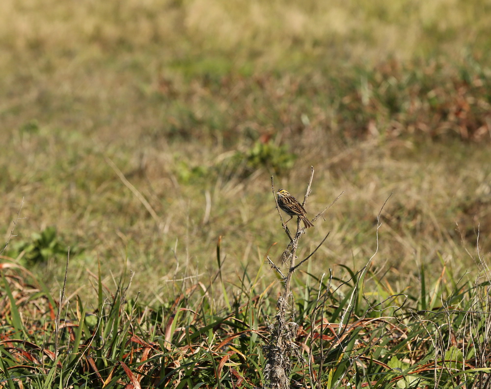 passeriformes-emberizidae-passerculus-sandwichensis-savannah-sparrow-b01q8487