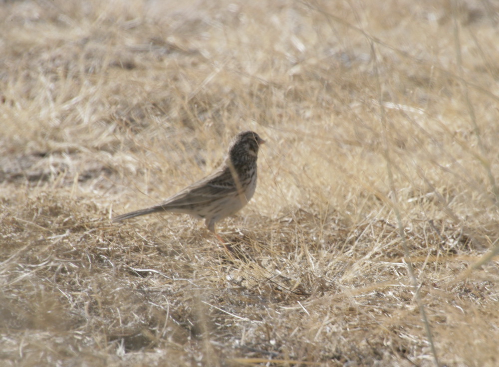 passeriformes-emberizidae-pooecetes-gramineus-vespers-sparrow-xt4b6542