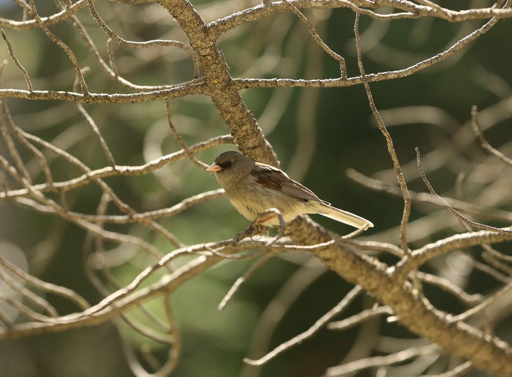 passeriformes-emberizidae-spizella-atrogularis-black-chinned-sparrow-b01q2369