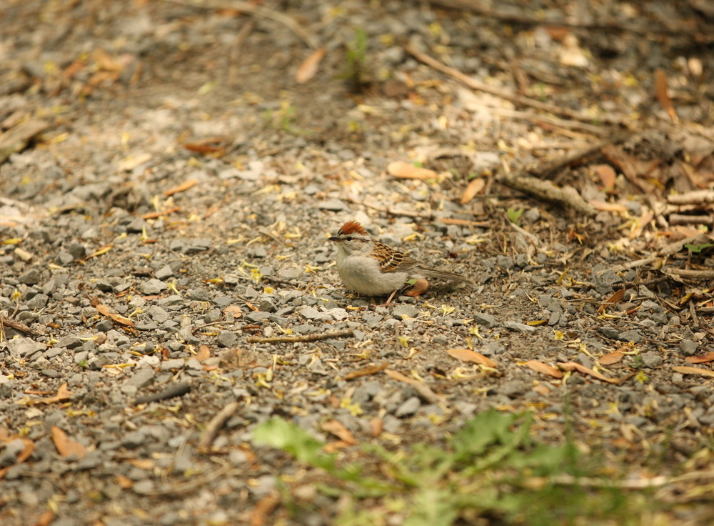 passeriformes-emberizidae-spizella-passerina-chipping-sparrow-1v5z6570