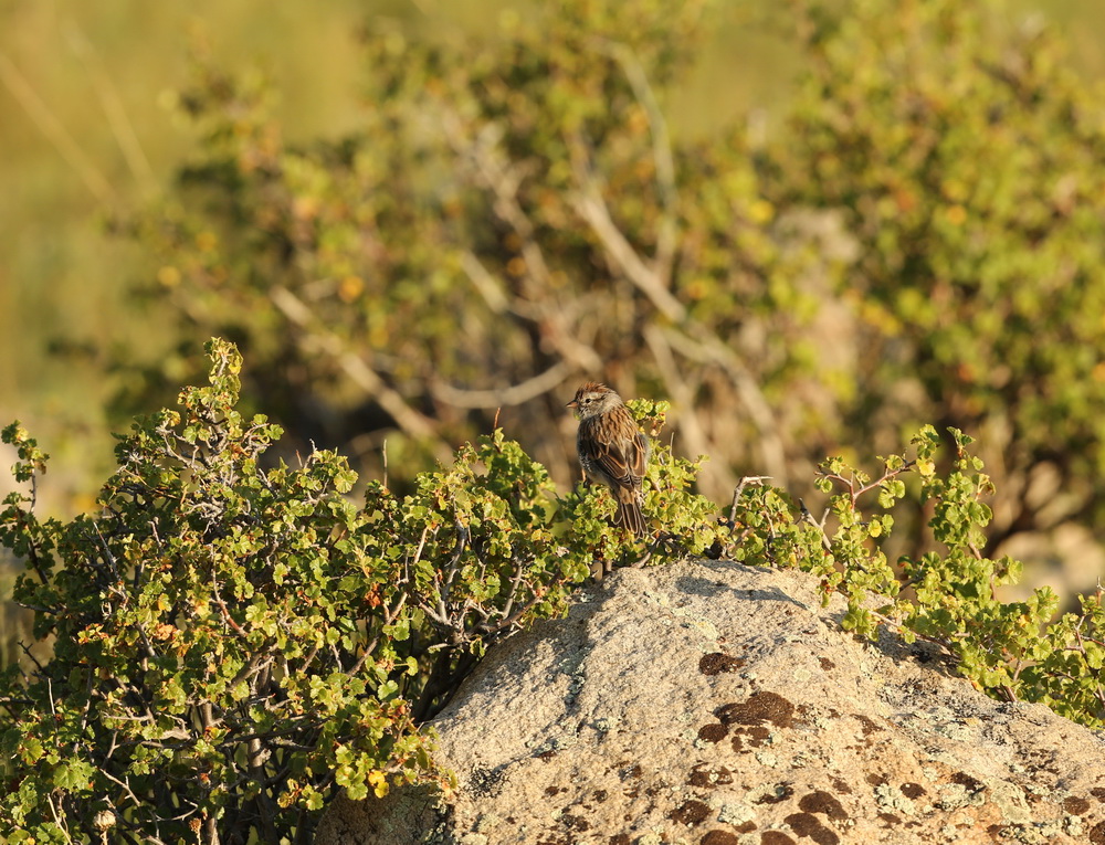 passeriformes-emberizidae-spizella-passerina-chipping-sparrow-b01q2603
