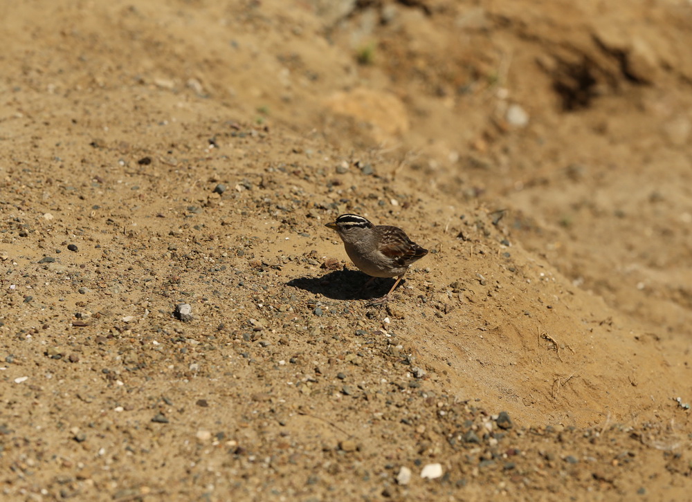 passeriformes-emberizidae-zonotrichia-leucophrys-white-crowned-sparrow-b01q5526