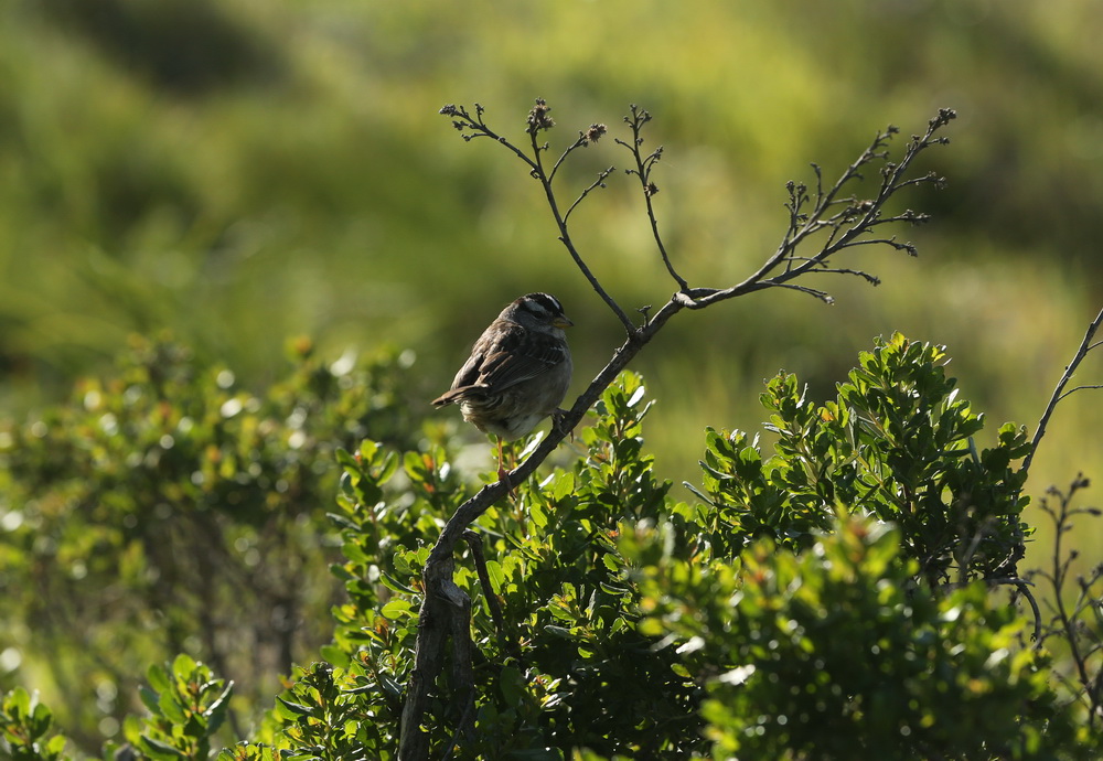 passeriformes-emberizidae-zonotrichia-leucophrys-white-crowned-sparrow-b01q8174