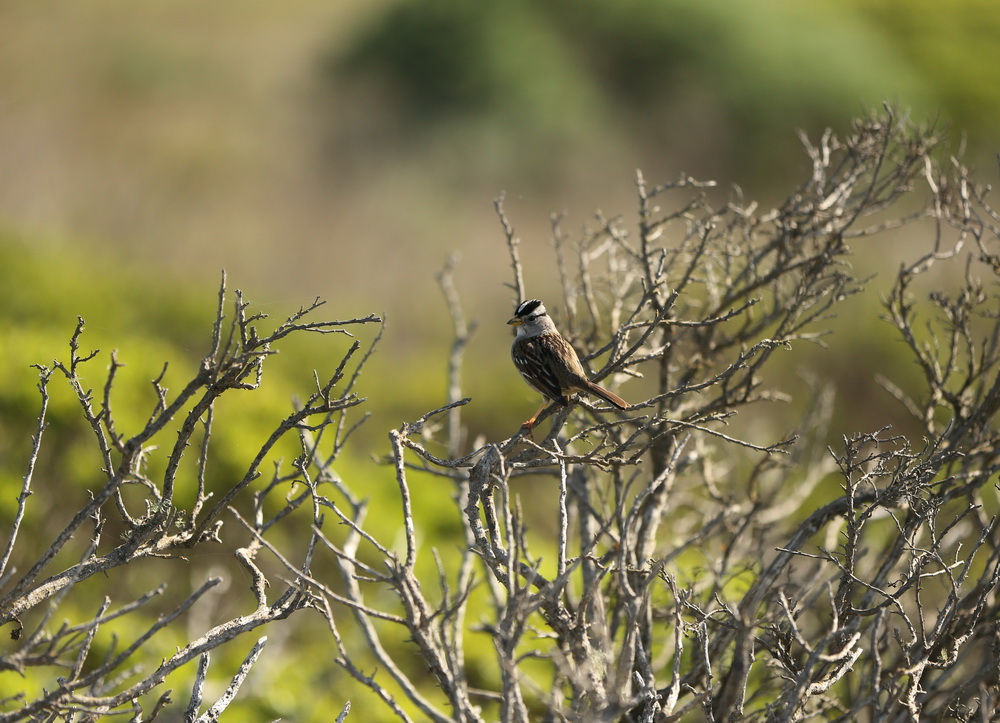 passeriformes-emberizidae-zonotrichia-leucophrys-white-crowned-sparrow-b01q8494