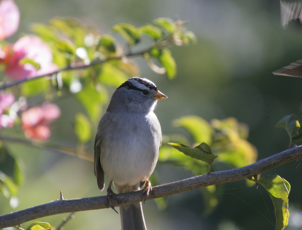 passeriformes-emberizidae-zonotrichia-leucophrys-white-crowned-sparrow-xt4b5488