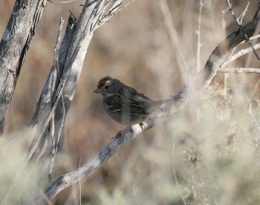 passeriformes-emberizidae-zonotrichia-leucophrys-white-crowned-sparrow-xt4b6018
