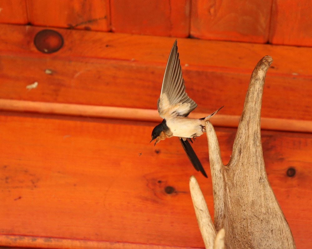 passeriformes-hirundinidae-hirundo-rustica-barn-swallow-b01q8588