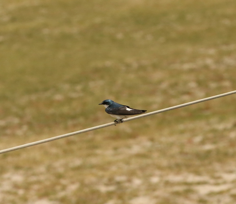 passeriformes-hirundinidae-notiochelidon-cyanoleuca-blue-and-white-swallow-b01q5400