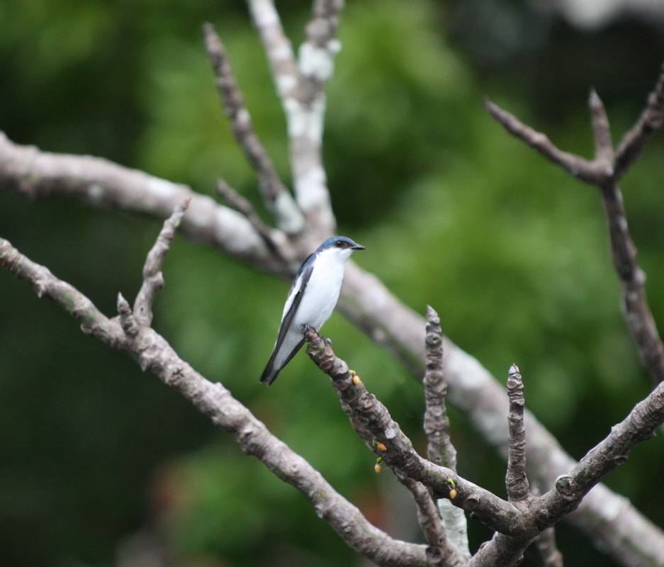 passeriformes-hirundinidae-tachycineta-albiventer-white-winged-swallow-1v5z5901