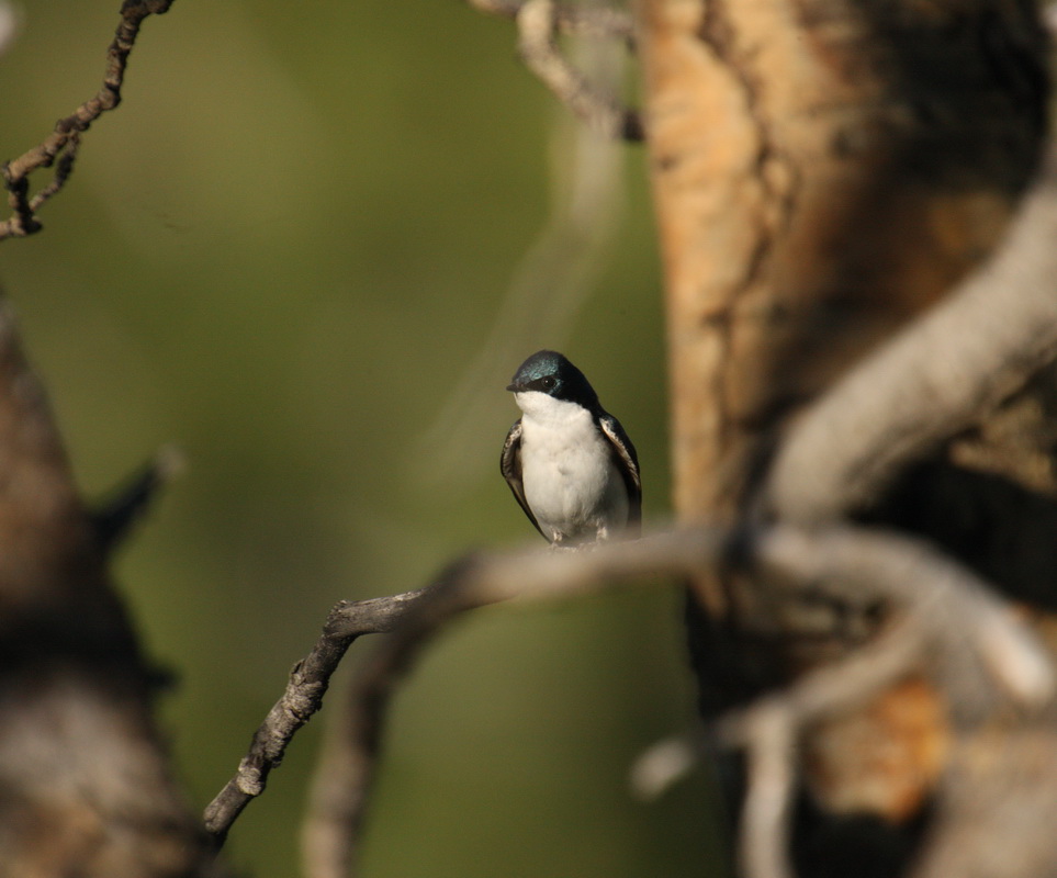 passeriformes-hirundinidae-tachycineta-bicolor-tree-swallow-1v5z7617