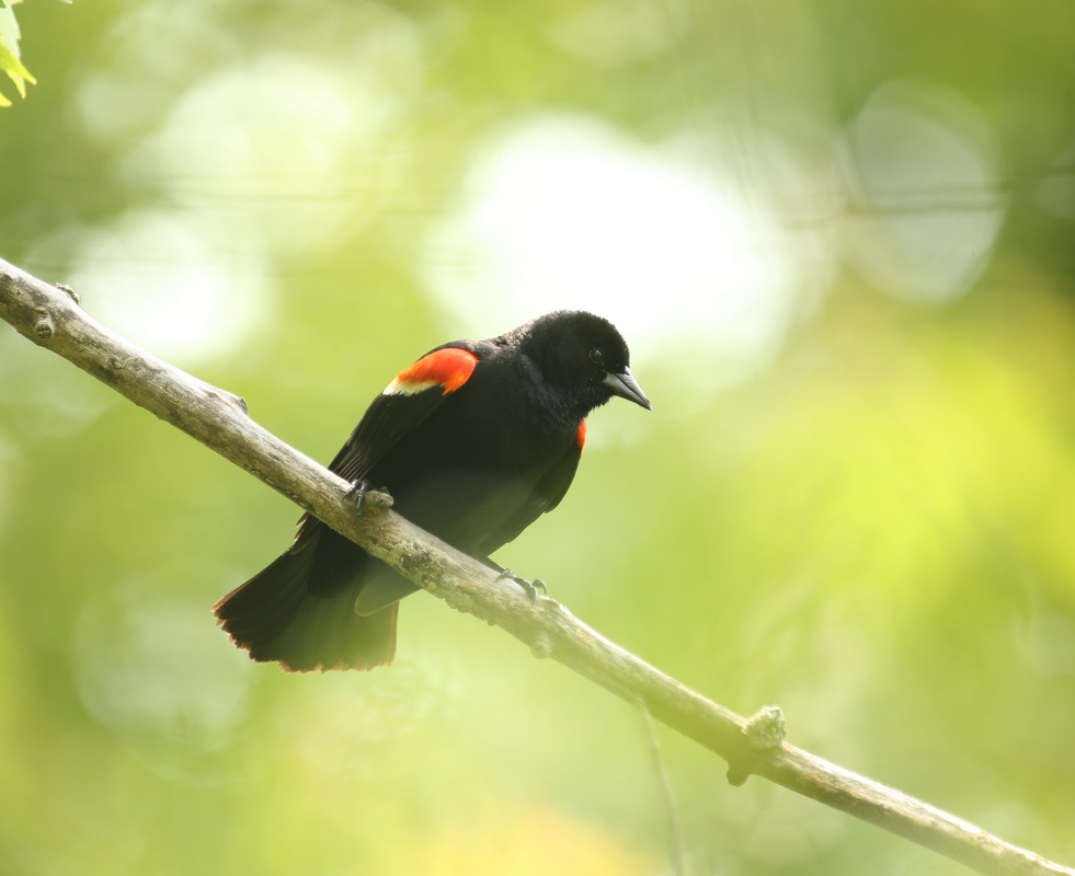 passeriformes-icteridae-agelaius-phoeniceus-red-winged-blackbird-b01q1651