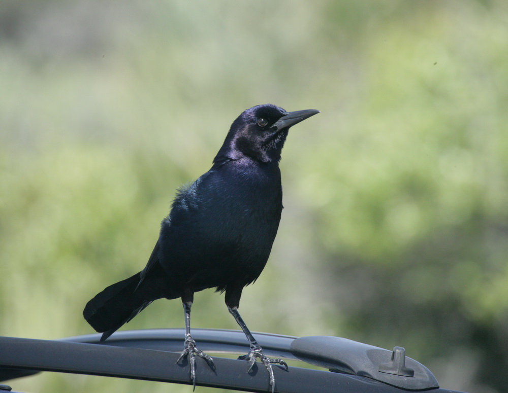 passeriformes-icteridae-quiscalus-major-boat-tailed-grackle-xt4b1878
