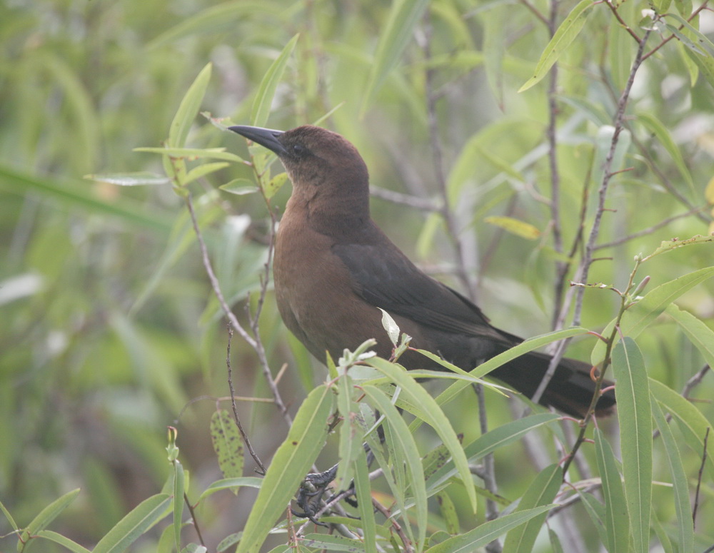 passeriformes-icteridae-quiscalus-major-boat-tailed-grackle-xt4b2133