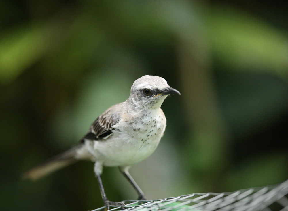 passeriformes-mimidae-mimus-gilvus-tropical-mockingbird-1v5z2389