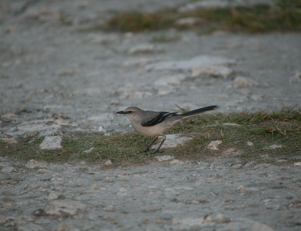 passeriformes-mimidae-mimus-polyglottos-northern-mockingbird-7b2s4581