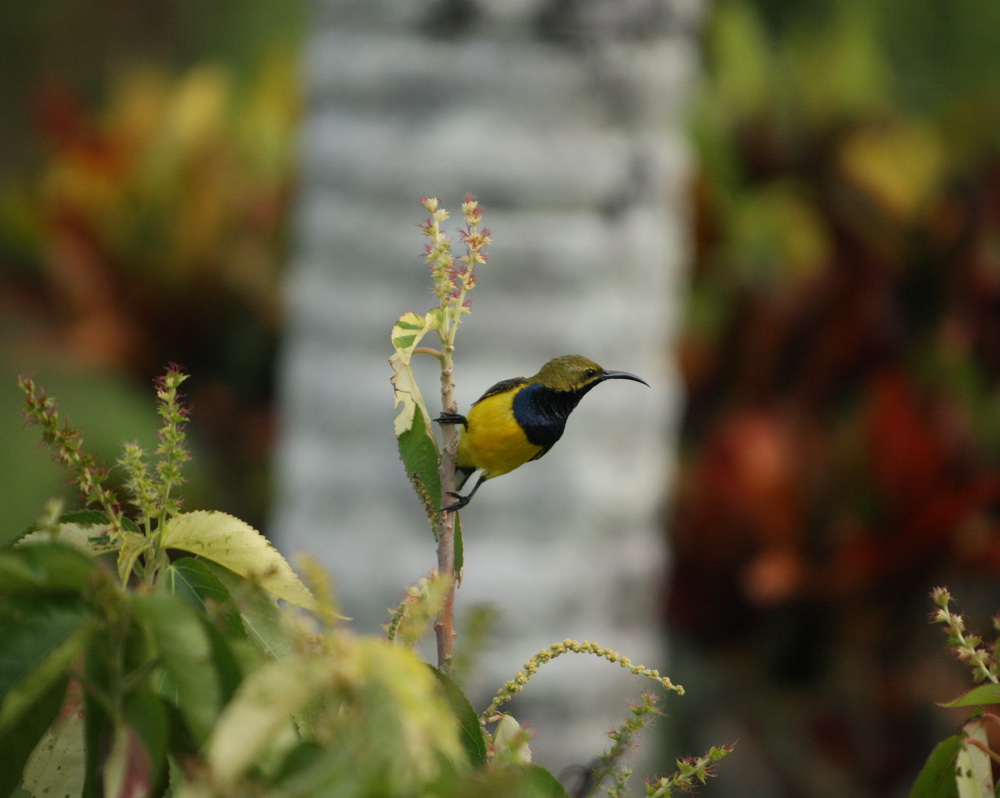 passeriformes-nectariniidae-nectarinia-jugularis-yellow-bellied-sunbird-1v5z7145