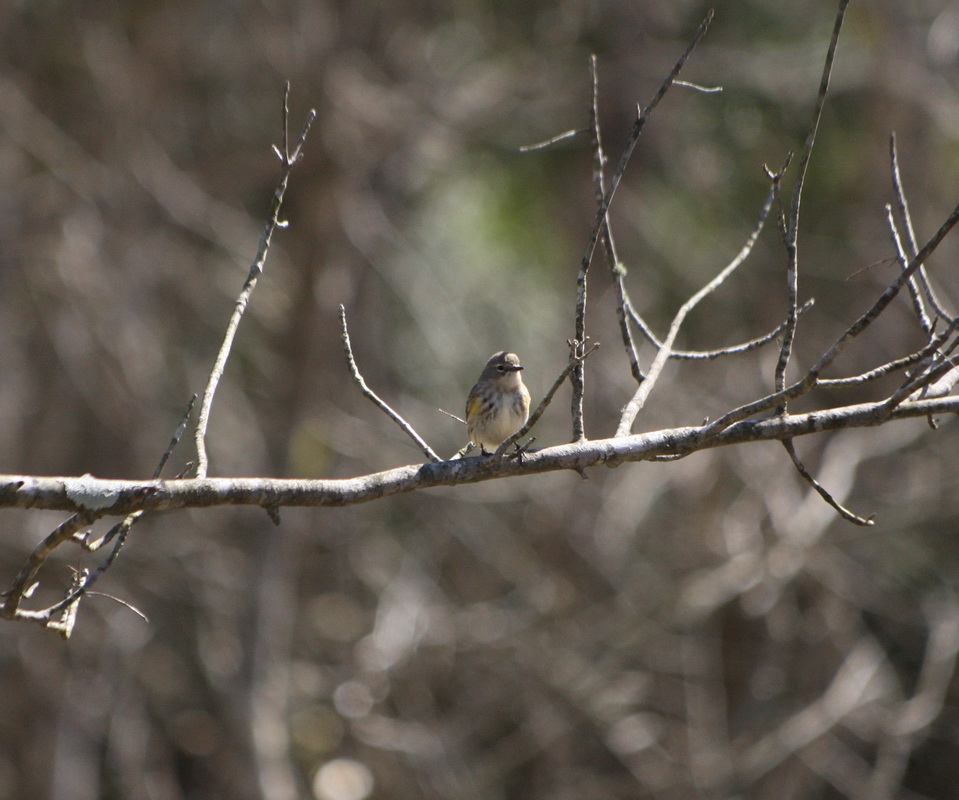 passeriformes-parulidae-setophaga-coronata-yellow-rumped-warbler-1v5z3456