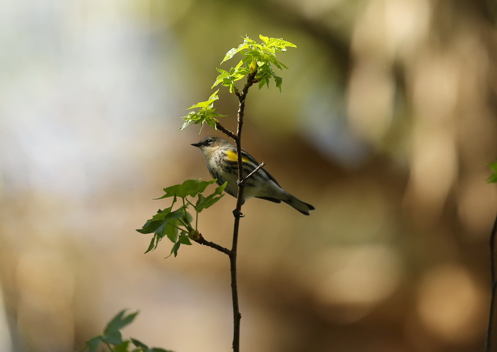 passeriformes-parulidae-setophaga-coronata-yellow-rumped-warbler-b01q3651