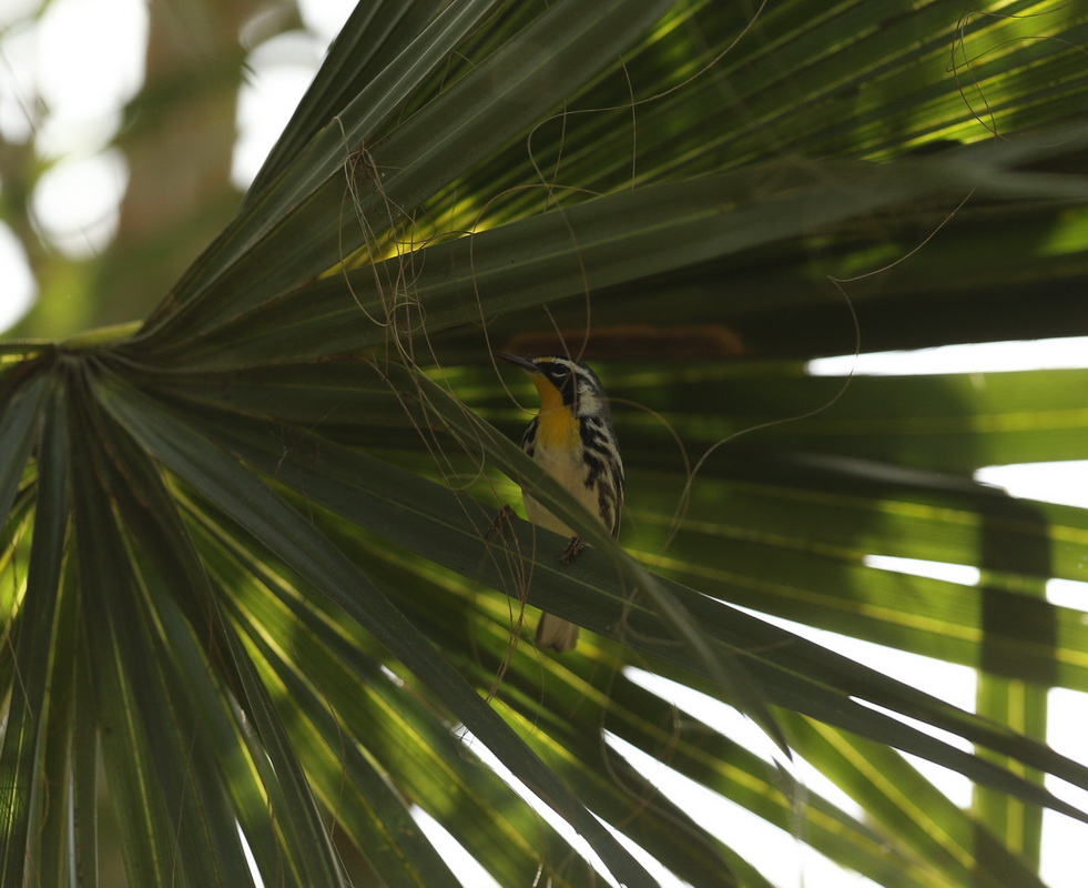 passeriformes-parulidae-setophaga-dominica-yellow-throated-warbler-b01q3962