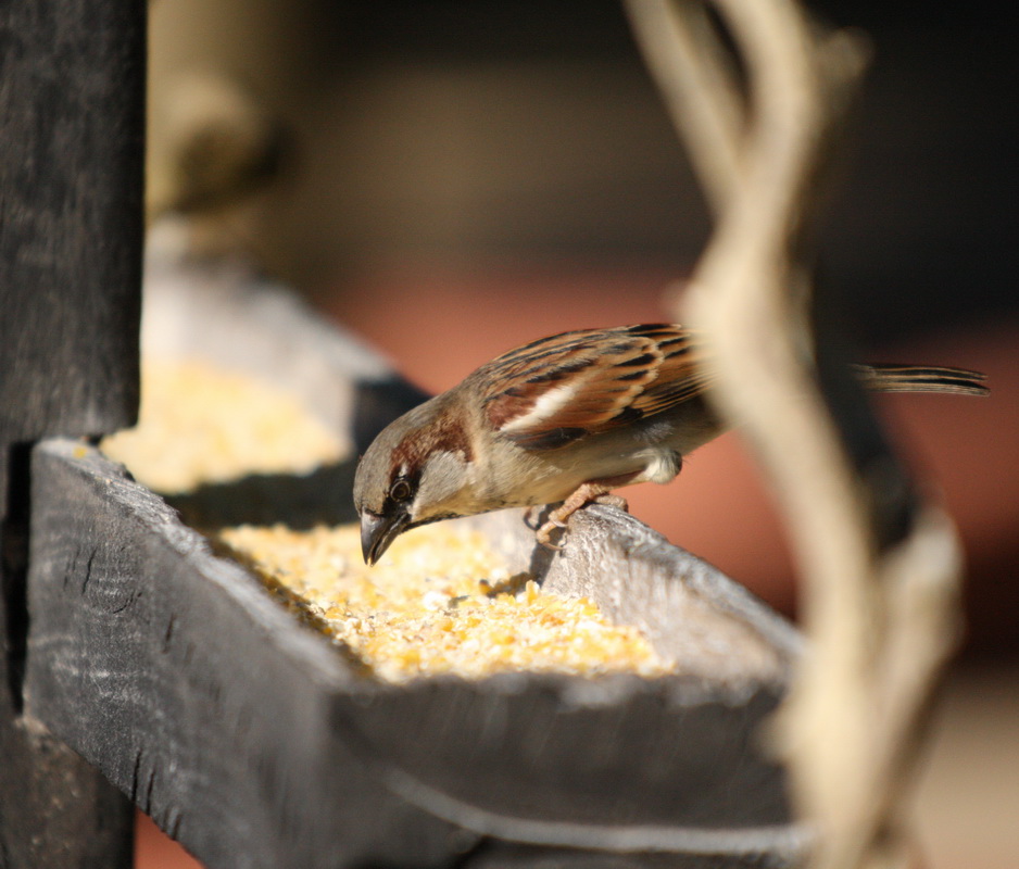 passeriformes-passeridae-passer-domesticus-english-house-sparrow-1v5z4241