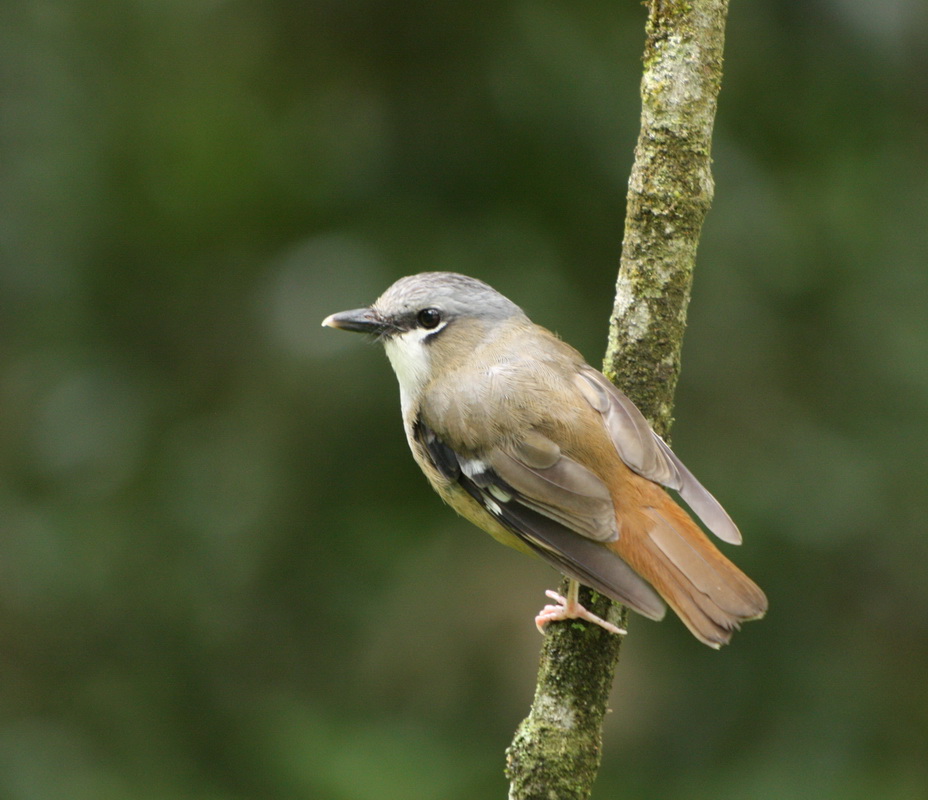 passeriformes-petroicidae-heteromyias-cinerefrons-grey-headed-robin-1v5z8131