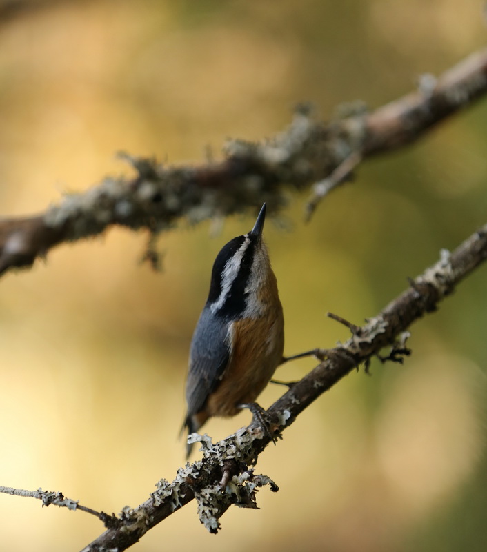 passeriformes-sittidae-sitta-canadensis-red-breasted-nuthatch-b01q0297