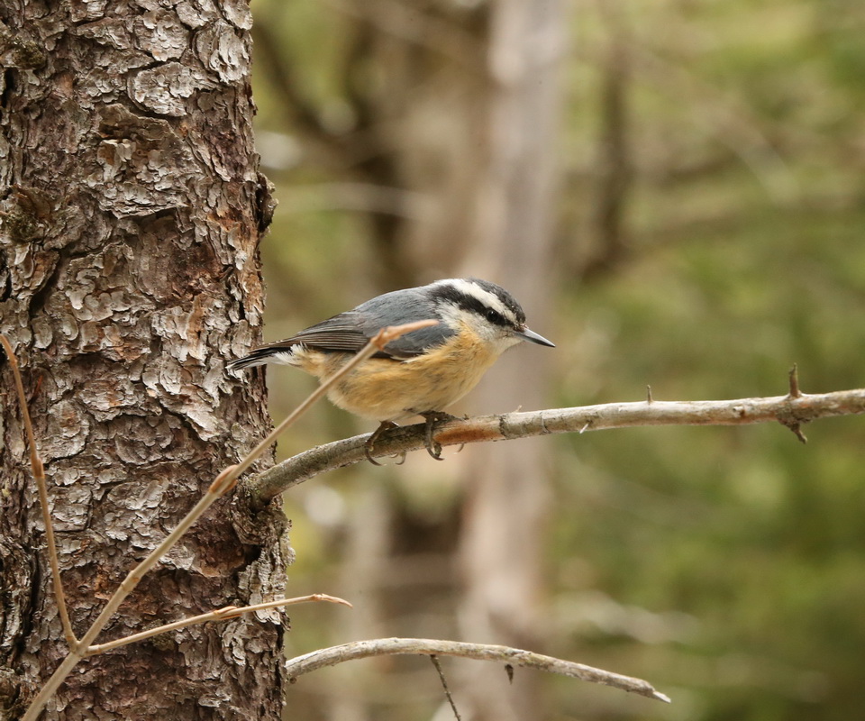 passeriformes-sittidae-sitta-canadensis-red-breasted-nuthatch-b01q6208