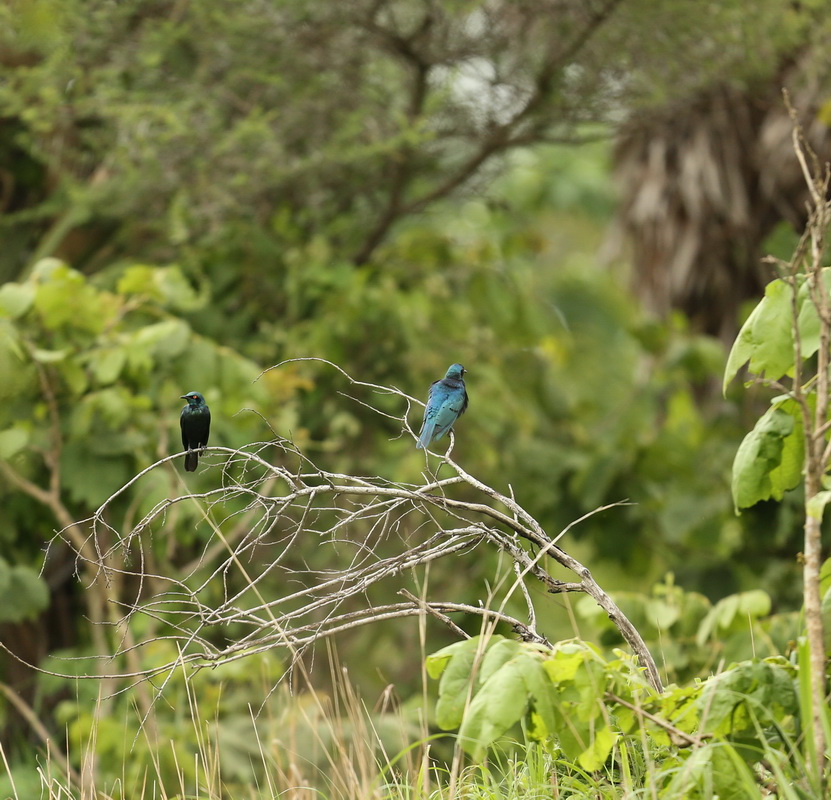 passeriformes-sturnidae-lamprotornis-chalybaeus-greater-blue-eared-starling-b01q0316