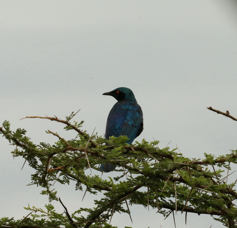passeriformes-sturnidae-lamprotornis-chalybaeus-greater-blue-eared-starling-b01q2364