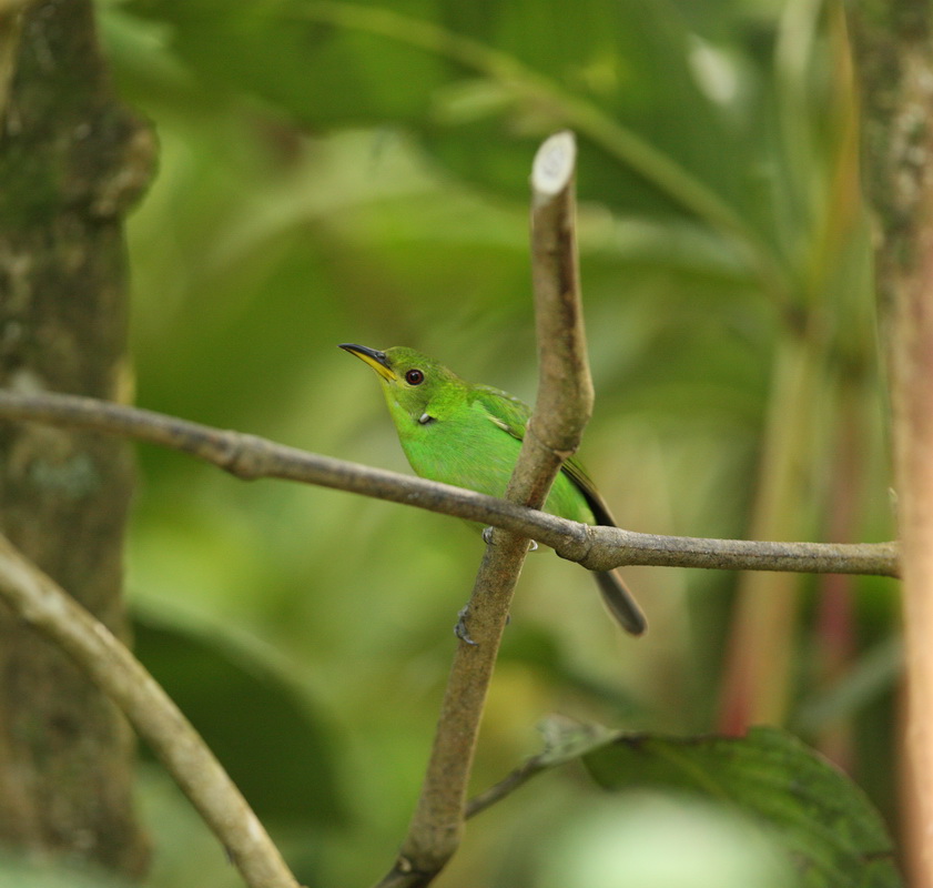 passeriformes-thraupidae-chlorophanes-spiza-green-honeycreeper-1v5z2395
