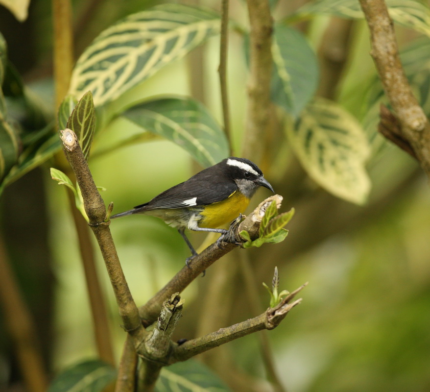 passeriformes-thraupidae-coereba-flaveola-bananaquit-1v5z1470