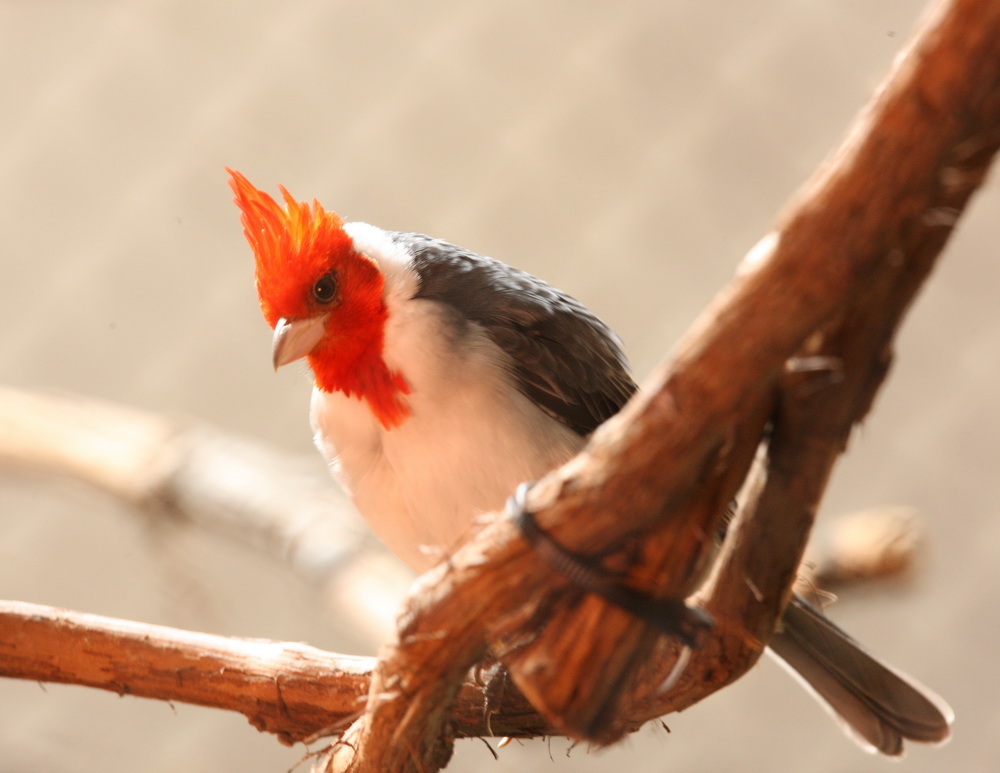 passeriformes-thraupidae-paroaria-coronata-red-crested-cardinal-1v5z0385
