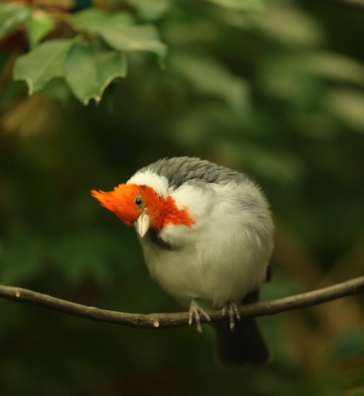 passeriformes-thraupidae-paroaria-coronata-red-crested-cardinal-b01q4225