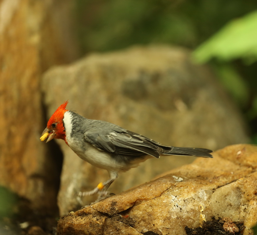 passeriformes-thraupidae-paroaria-coronata-red-crested-cardinal-b01q4242